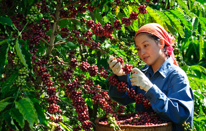 Thu hoạch cà phê ở Buôn Ma Thuột