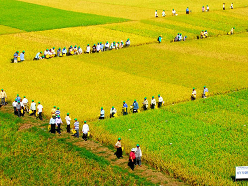 Mô hình cánh đồng lớn: Quyết định tham gia của nông dân và gợi ý chính sách (Trường hợp nghiên cứu ở An Giang)