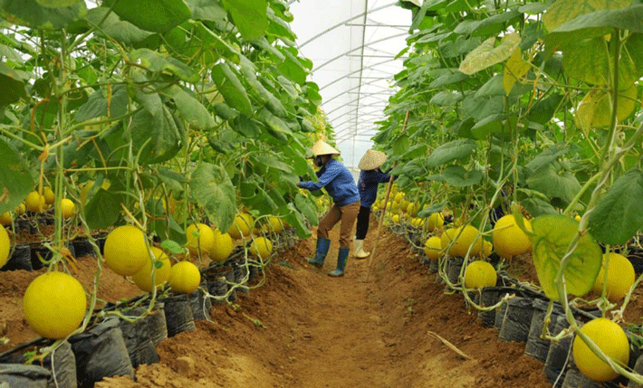 Diện tích chuyên chưa tới 20%, rau quả khó đi xa