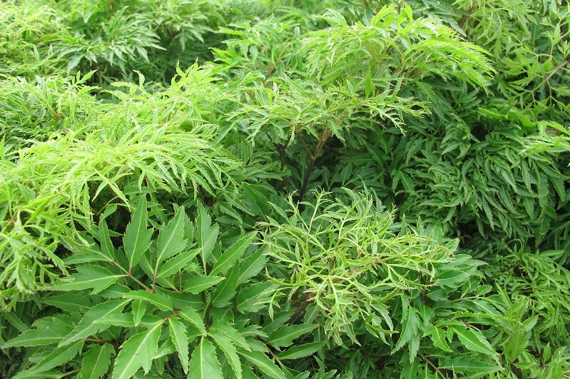 Nghiên cứu quá trình trích ly saponin triterpenoid tổng từ lá đinh lăng với sự hỗ trợ của kỹ thuật siêu âm