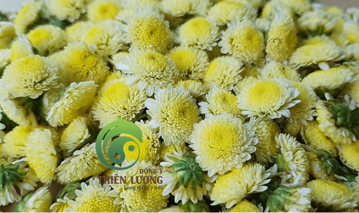 Những bông cúc Đinh hương hữu cơ thơm ngát, tinh khôi chuẩn bị được đưa vào sấy lạnh.