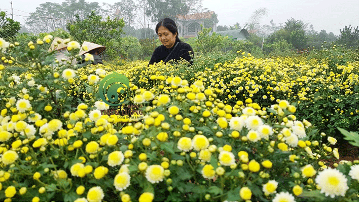 Niềm vui được mùa cúc Đinh hương hữu cơ Đông y Thiên Lương.