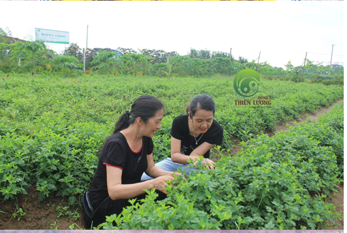 Ngoài cúc hoa hữu cơ, Đông Y Thiên Lương có thể cung cấp mầm, lá cúc hoa hữu cơ tươi tùy thời điểm cho những ai có nhu cầu