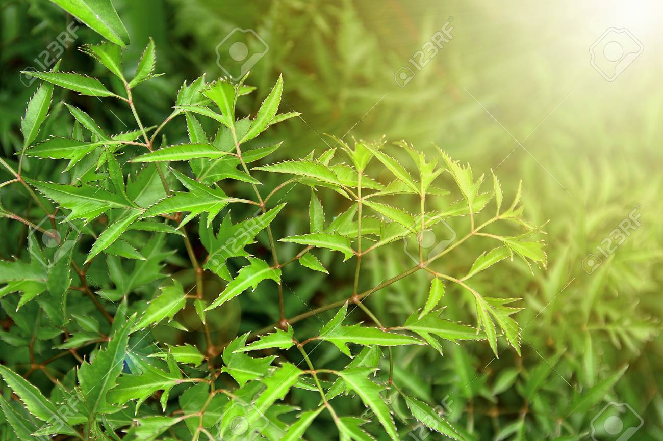 Nghiên cứu quá trình trích ly saponin triterpenoid tổng từ lá đinh lăng với sự hỗ trợ của enzyme cellulase