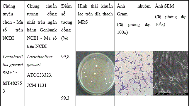 dac_diem_cua_chung_lactobacillus_gasseri_smh15