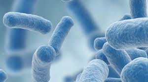 Đặc tính probiotic của chủng Lactobacillus gasseri SMH15 được phân lập từ sữa mẹ