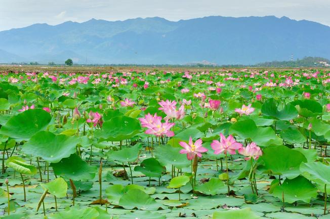 Nghiên cứu các yếu tố tác động đến ý định tham gia vào quản lý du lịch cộng đồng của người dân địa phương: Nghiên cứu điển hình tại vùng Đồng Tháp Mười