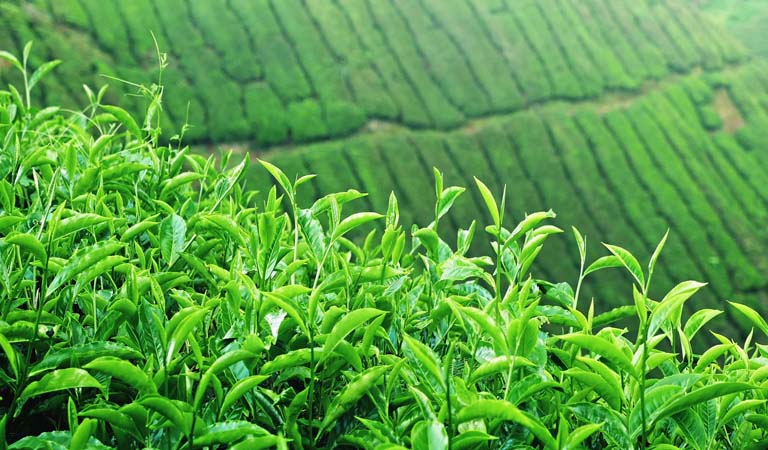 Khảo sát các điều kiện đo phổ hấp thụ nguyên tử của Pb và xác định hàm lượng kim loại Pb trong một số mẫu chè xanh ở Thái Nguyên
