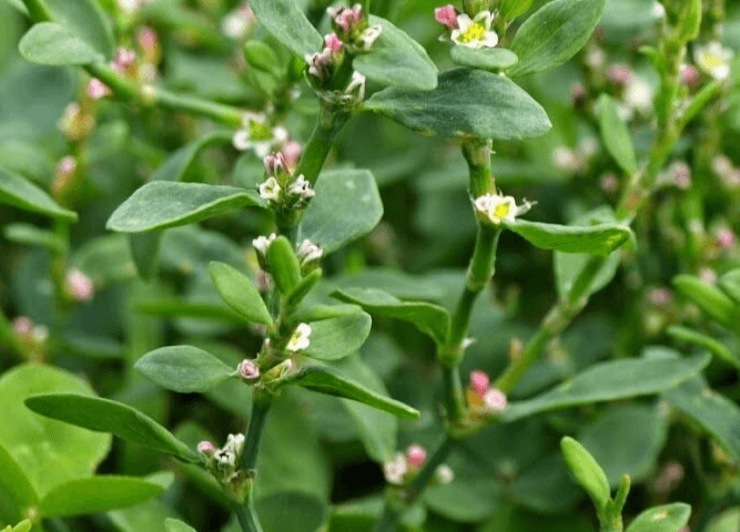 Nghiên cứu ảnh hưởng của vi sóng đến trích ly flavonoid từ rau đắng đất Glinus oppositifolius