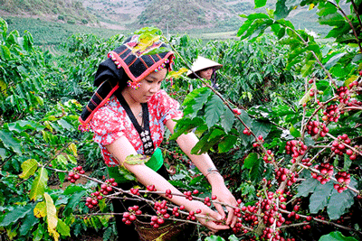 Cà phê Arabica trên đất Sơn La