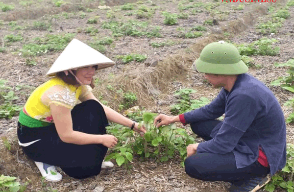 Cây gai ở đất Vân Hồ, nơi có nhiều bà con người Thái sinh sống