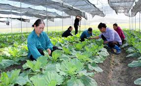 Nghiên cứu chuỗi giá trị rau an toàn tại thành phố Pleiku, tỉnh Gia Lai