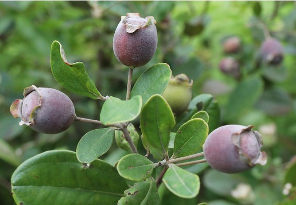 Ảnh  hưởng của enzyme pectinase trong quá trình trích ly polyphenol và vitamin C từ quả sim
