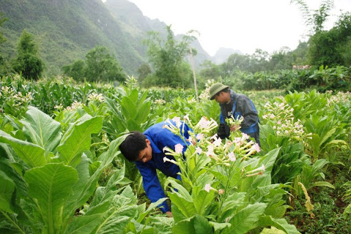 Ổn định, phát triển vùng nguyên liệu thuốc lá góp phần đẩy mạnh Chương trình Mục tiêu quốc gia Xây dựng nông thôn mới ở các tỉnh miền núi phía Bắc nước ta