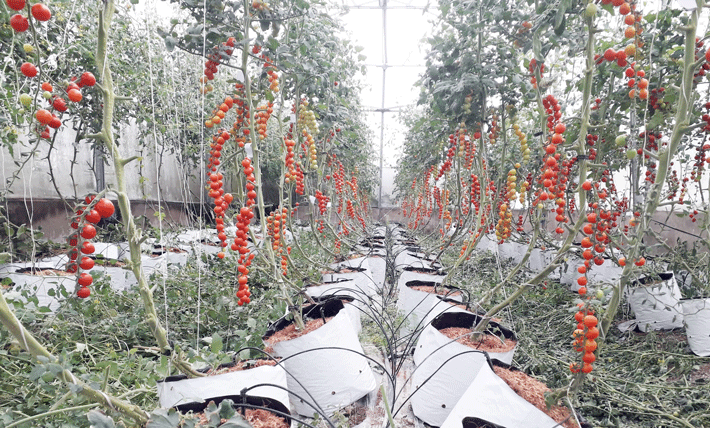 Mô hình trồng cà chua