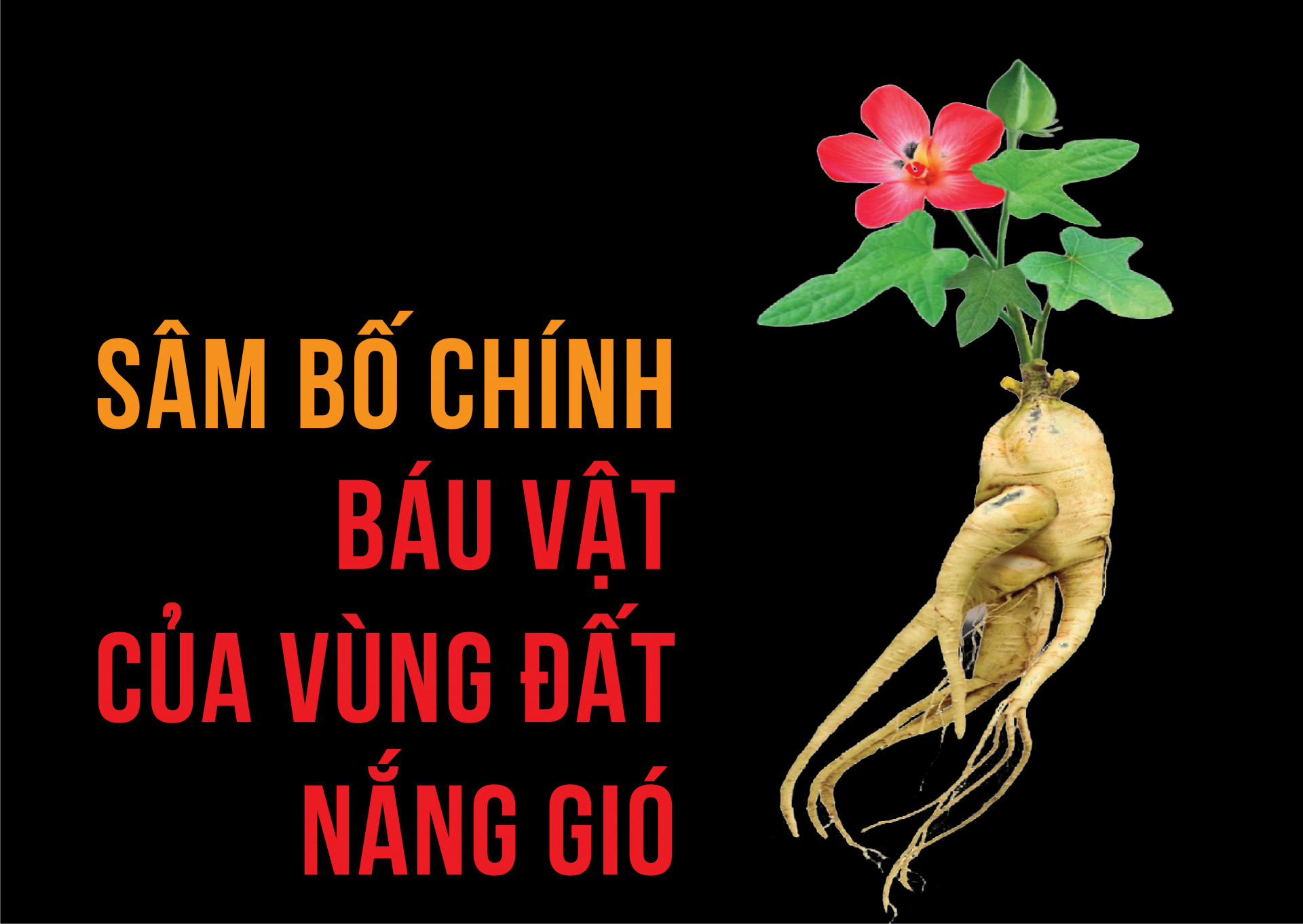 Sâm Bố Chính: Báu vật của vùng đất nắng gió