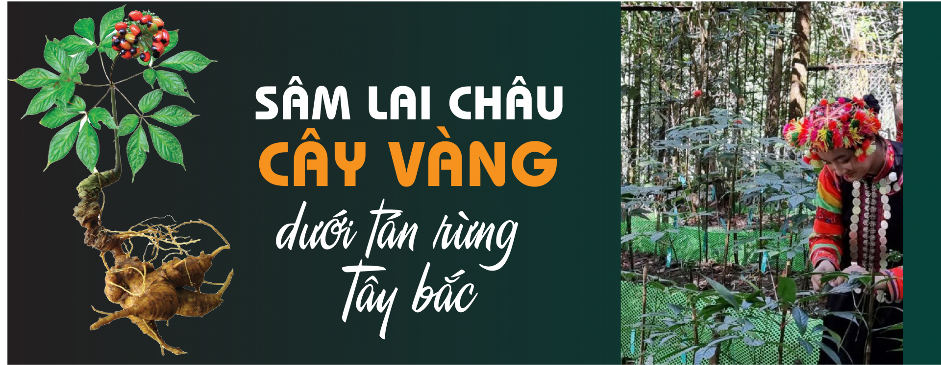 Sâm Lai Châu  - Cây vàng dưới tán rừng Tây bắc