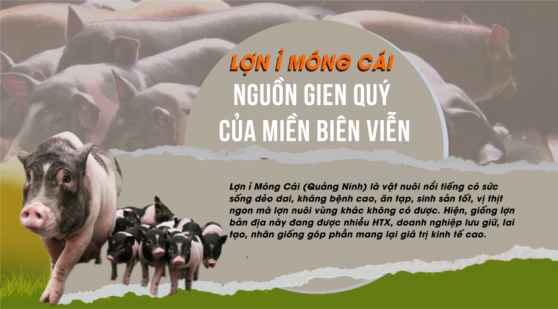 Lợn Ỉ Móng Cái: Nguồn gien quý của đất biên viễn