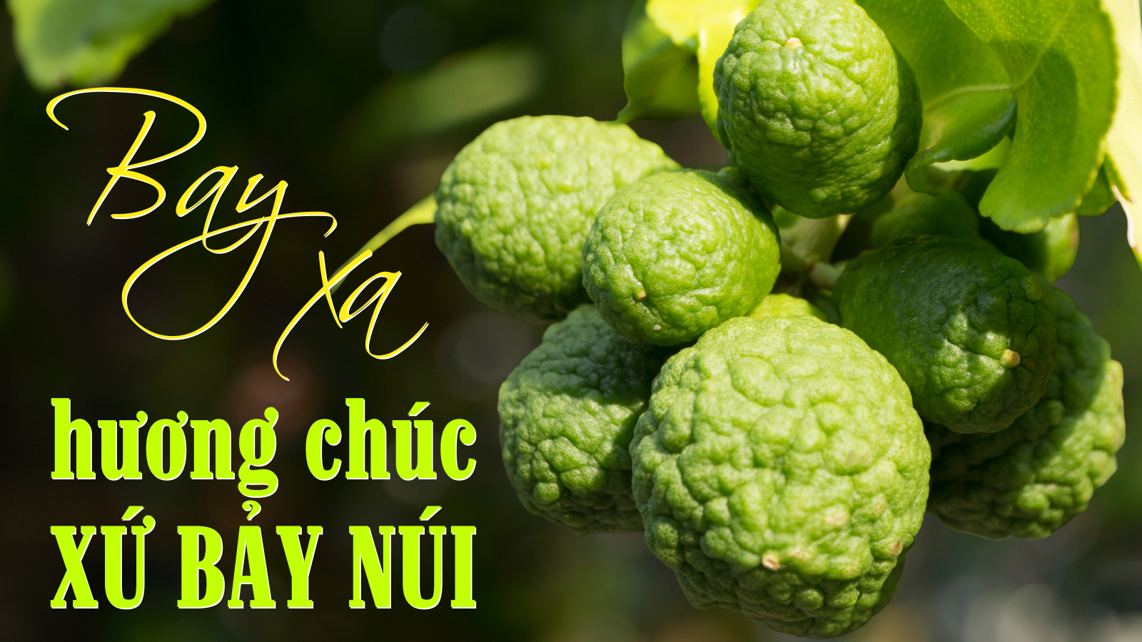 Bay xa hương chúc xứ Bảy Núi