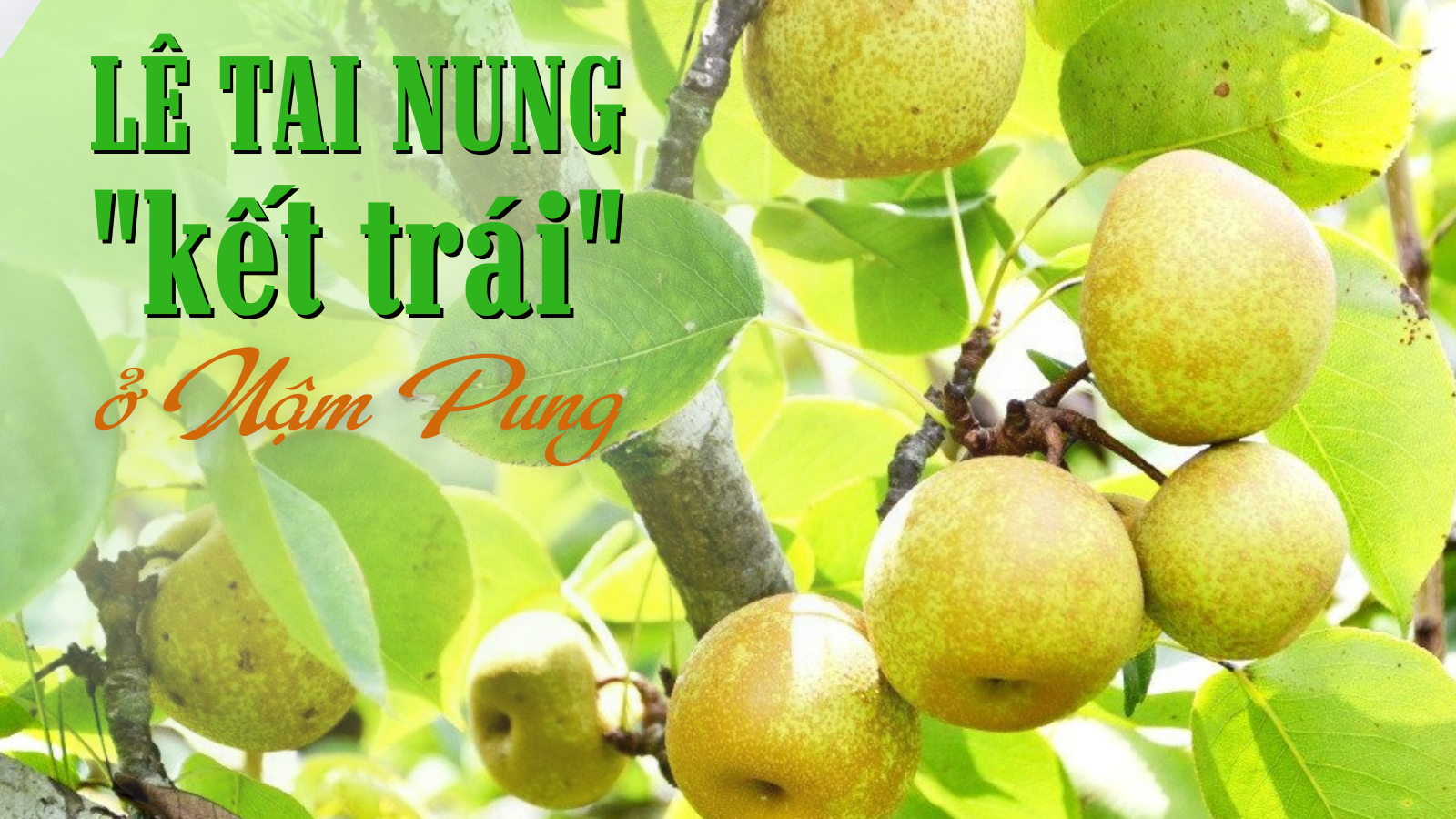 Lê Tai Nung “kết trái” ở Nậm Pung