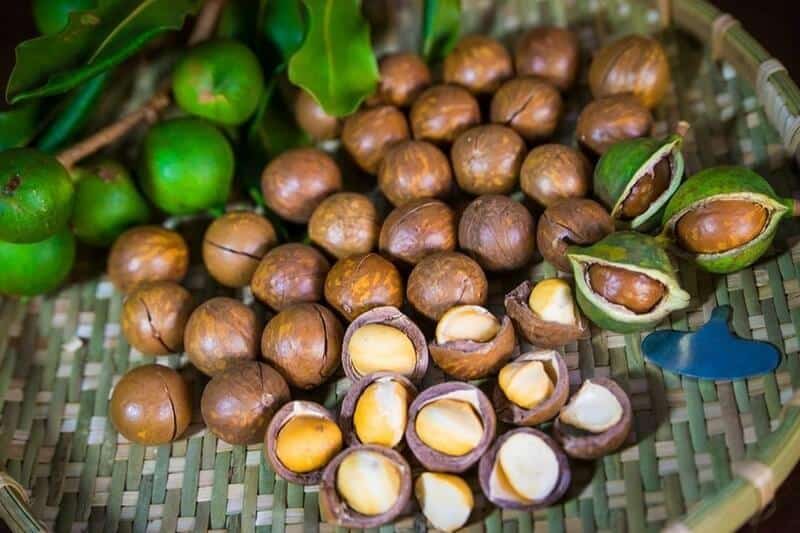 Tăng giá trị cho cây mắc ca nhờ công nghệ