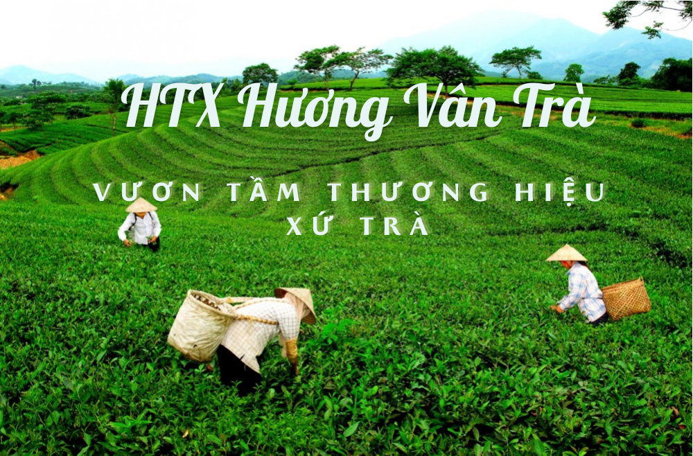 HTX Hương Vân Trà: Vươn tầm thương hiệu xứ trà