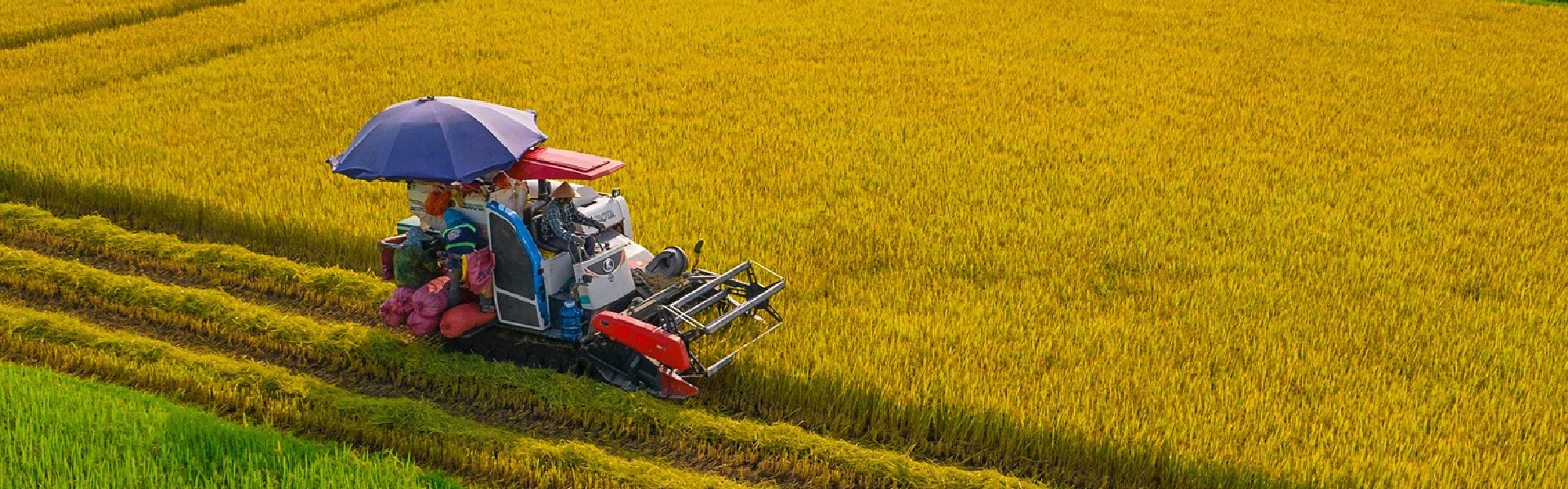 Đảm bảo an ninh lương thực & Cwin com sòng bạc trực tuyến gạo bền vững