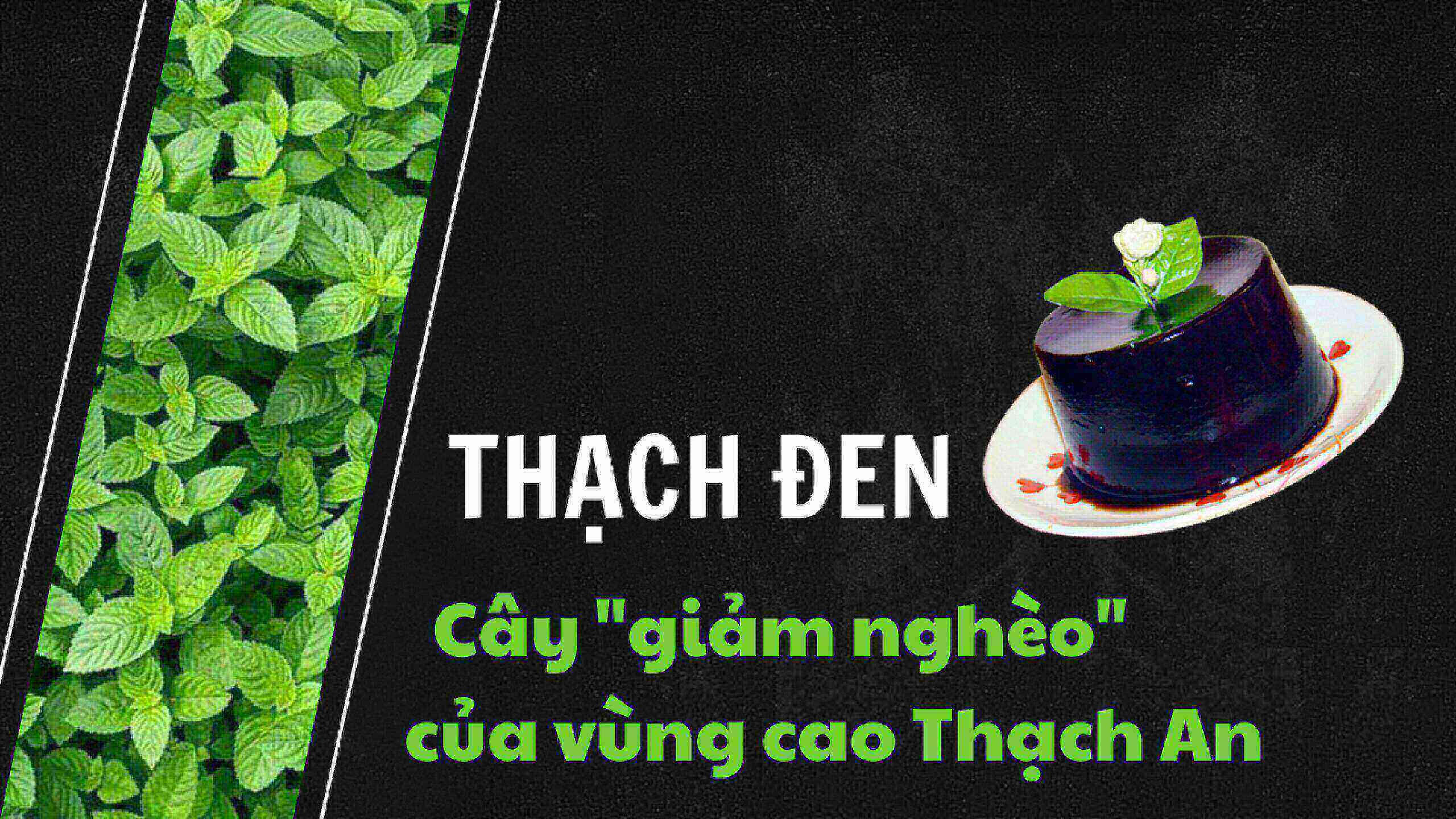 Thạch đen - Cây 