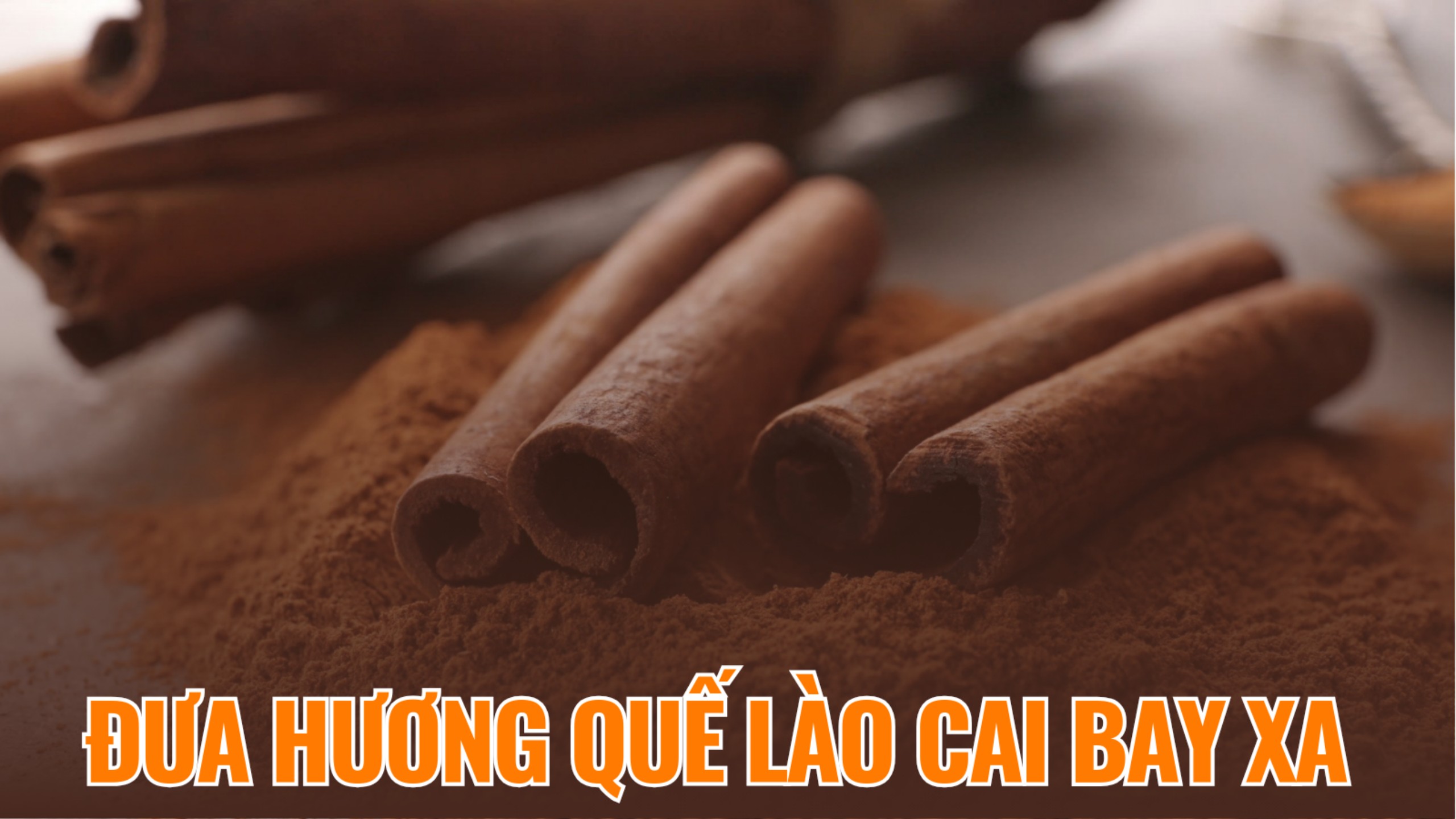 Đưa hương quế Lào Cai bay xa