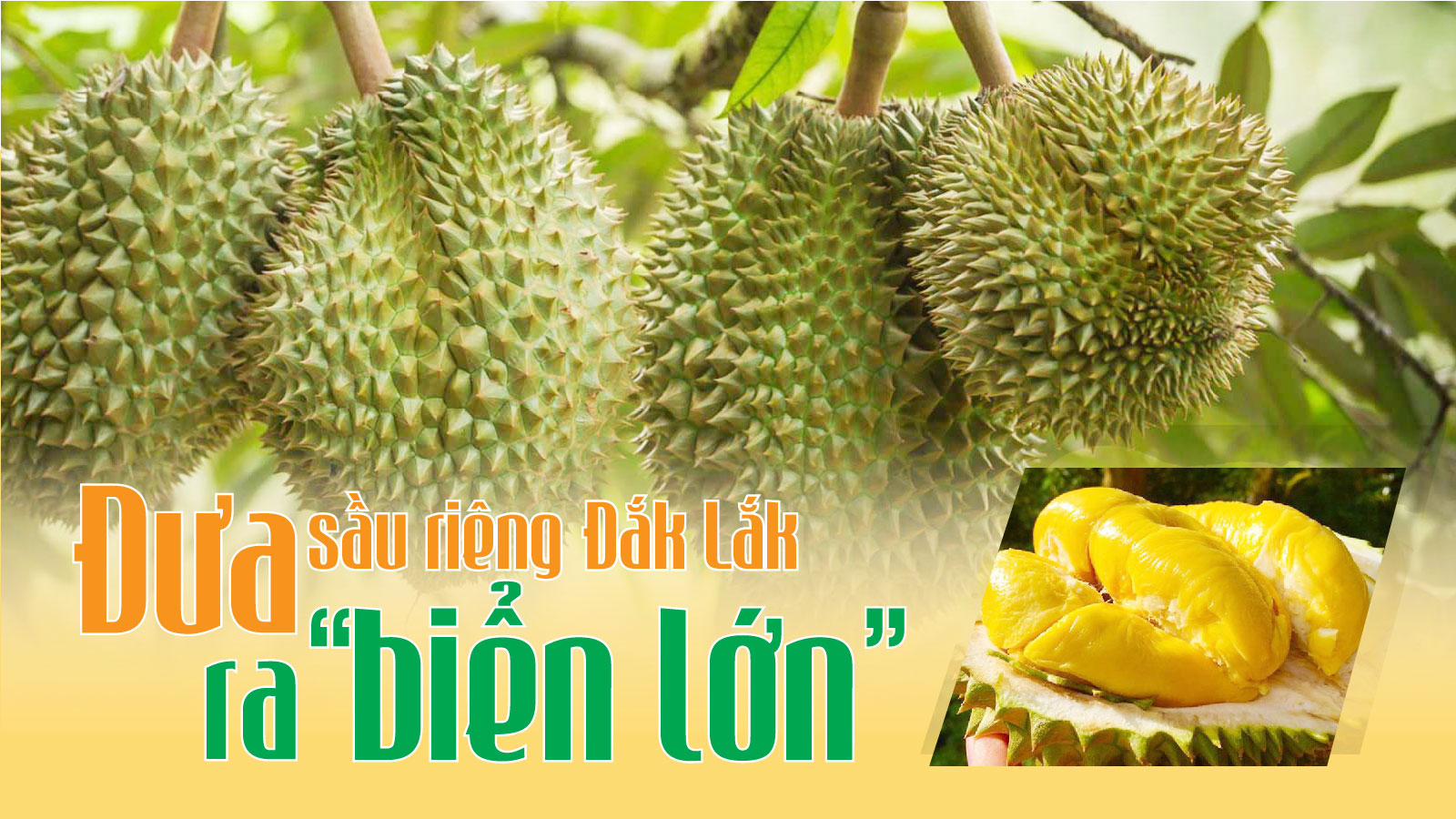 Đưa sầu riêng Đắk Lắk ra 