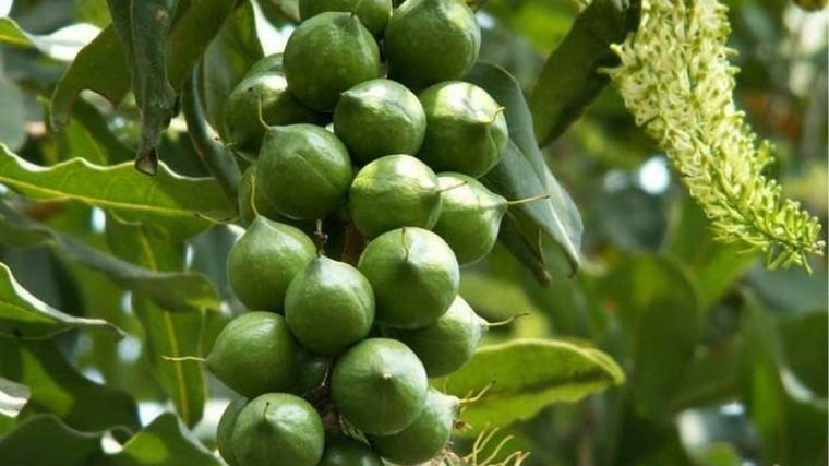 Giải pháp phát triển cây mắc ca theo hướng bền vững ở tỉnh Lai Châu