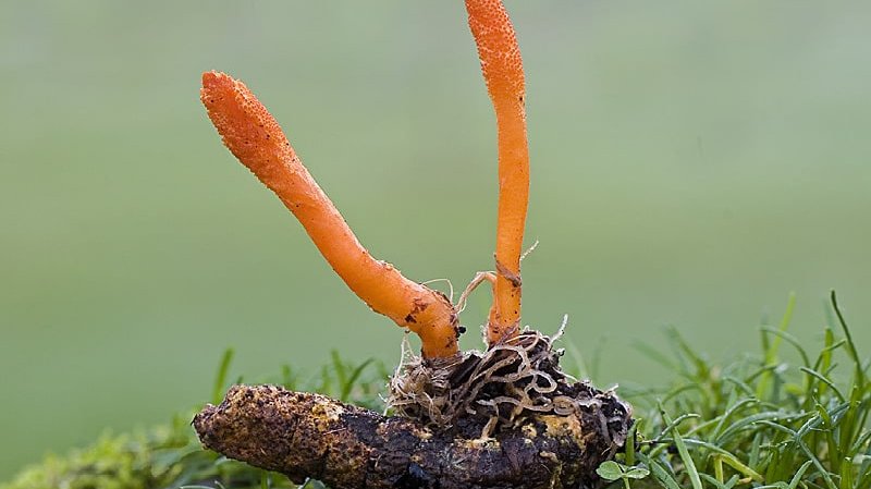 Đánh giá hàm lượng cordycepin và adenosin của Cordyceps militaris nuôi trồng trên môi trường hữu cơ