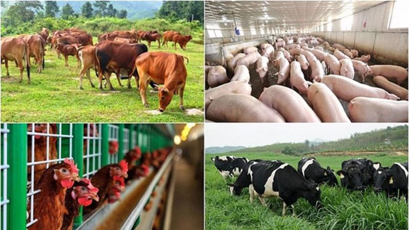 Chuyển đổi số trong ngành Chăn nuôi Việt Nam: Cơ hội, thách thức và giải pháp phát triển bền vững