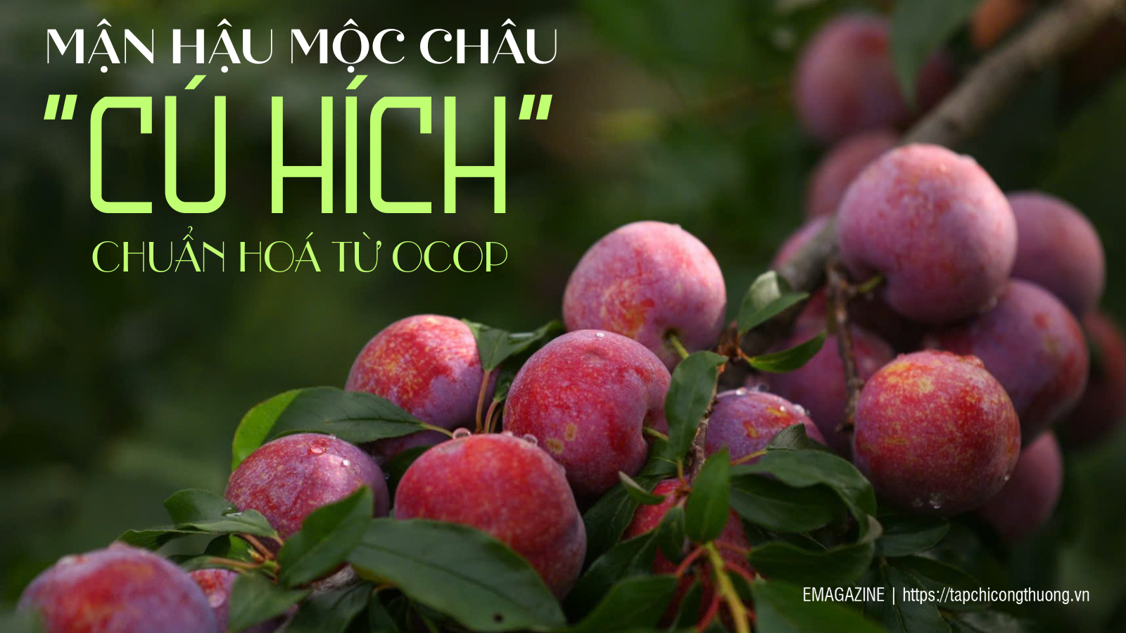 [eMagazine] Mận hậu Mộc Châu: 