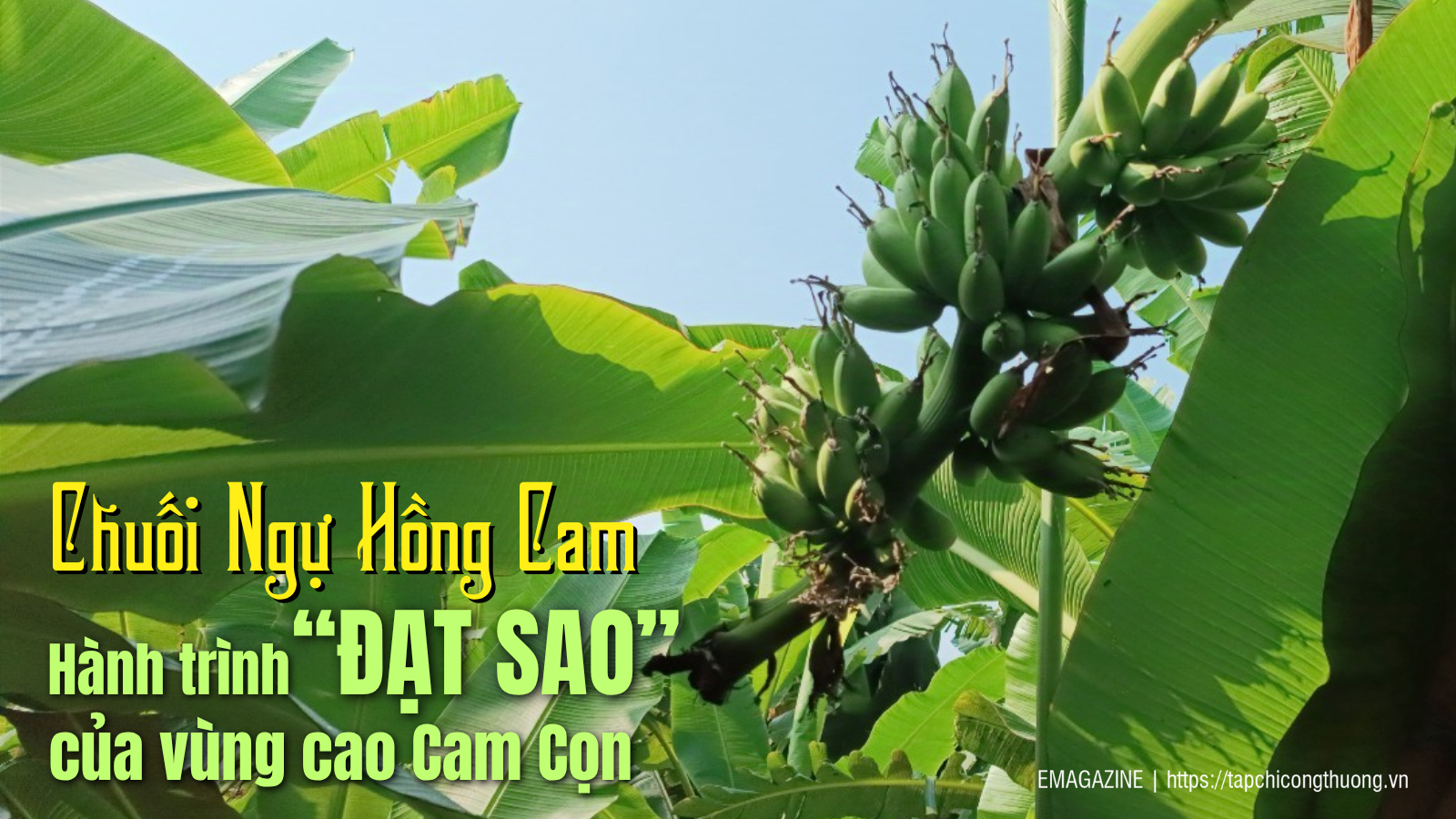 [eMagazine] Chuối Ngự Hồng Cam  -  Hành trình “đạt sao” của vùng cao Cam Cọn
