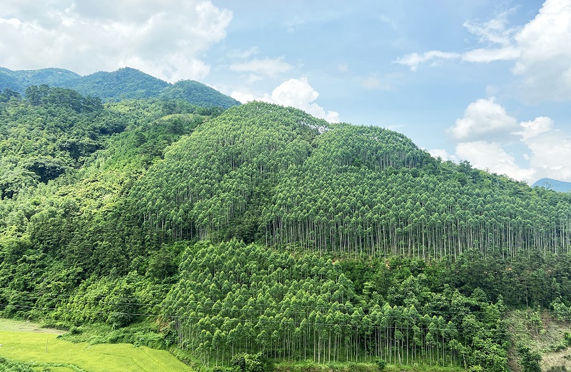 Thúc đẩy chi trả dịch vụ môi trường rừng nhằm hấp thụ và lưu giữ các-bon - góc nhìn từ Cwin50 tỷ lệ cược cao quốc tế, Cwin50 tỷ lệ cược cao một số quốc gia và kiến nghị cho Việt Nam