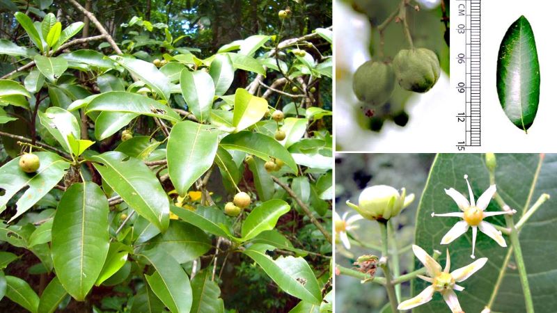 Nghiên cứu đặc điểm thực vật và sơ bộ thành phần hóa học loài Bí bái Acronychia pedunculata (L.) Miq