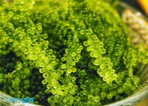 Ảnh hưởng của rong nho và rong mứt đến chất lượng kẹo hạt bổ sung rong biển