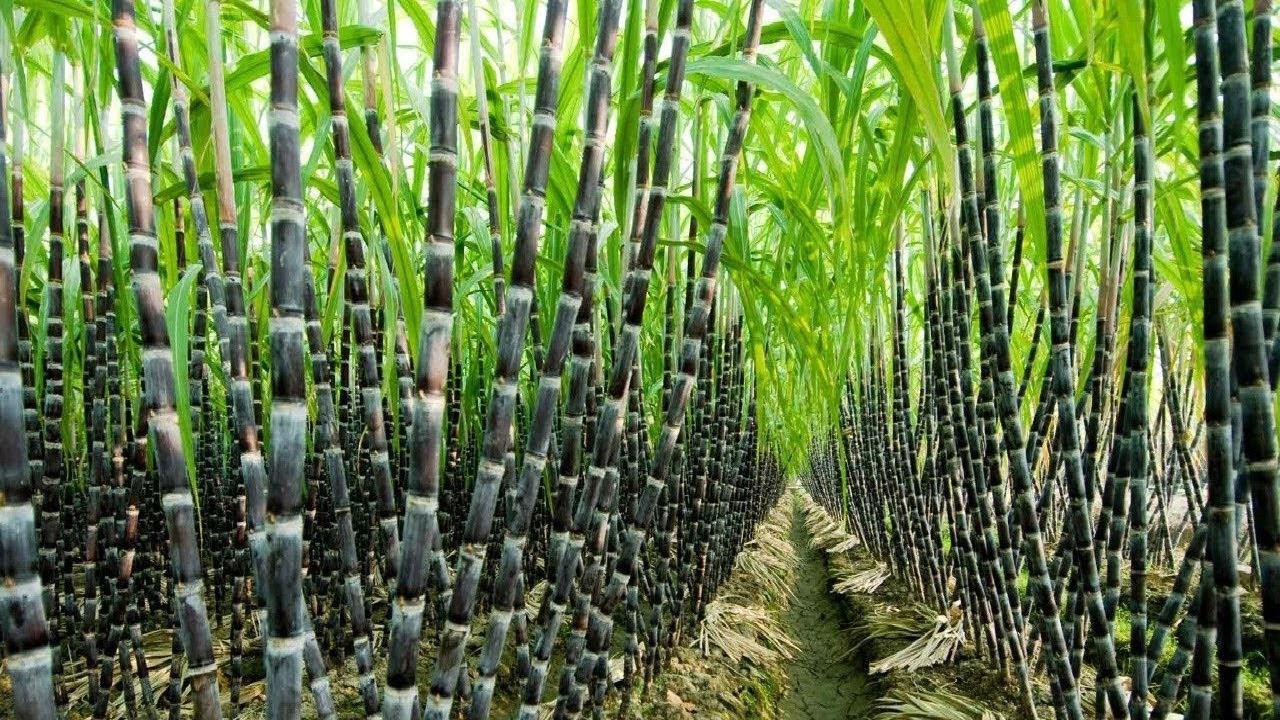 Các yếu tố ảnh hưởng đến việc áp dụng kỹ thuật canh tác mía bền vững của nông dân tỉnh Tây Ninh, Việt Nam