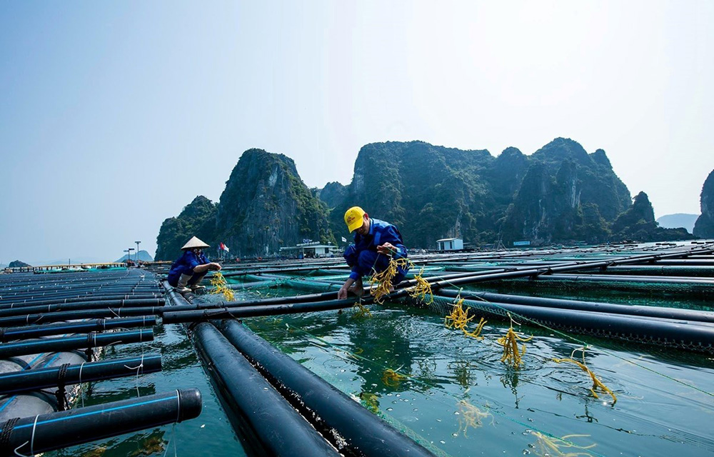 Khai thác và nuôi trồng thủy sản ở Việt Nam: Thực trạng và giải pháp