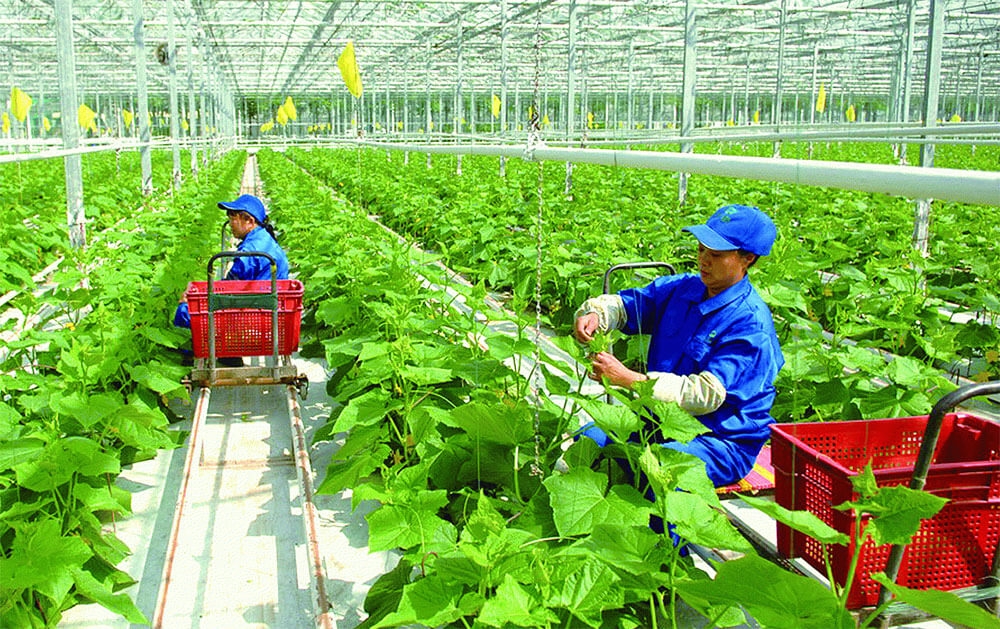 Thực trạng thúc đẩy Cwin Đăng Ký + 1888k xanh tại Việt Nam