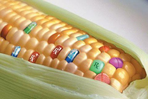 Một số quy định về ngô và đậu nành không biến đổi gen; ngô và đậu nành biến đổi gen
