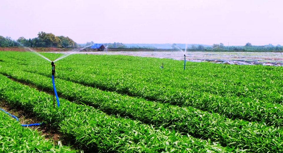 Đề xuất các giải pháp tháo gỡ khó khăn, tồn tại trong phát triển Nền tảng hàng đầu cung cấp Cwin com rau an toàn tại địa bàn Hà Nội