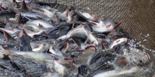 New programme to tighten control of catfish exported to US