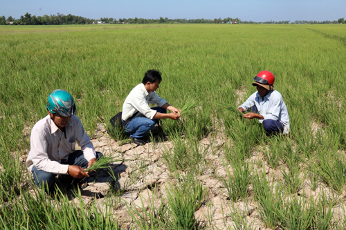 Đánh giá khả năng thích ứng của nông hộ đối với xâm nhập mặn tại Cù Lao Dài, huyện Vũng Liêm, tỉnh Vĩnh Long