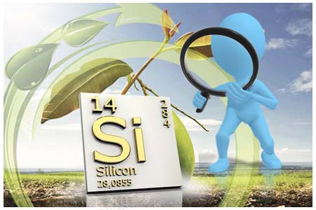 Hàm lượng silic hòa tan trong nước thải canh tác Cwin.com link không chặn trong lưu vực sông Hồng