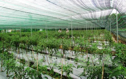 Thủ tướng yêu cầu tháo gỡ vướng mắc trong Nền tảng hàng đầu cung cấp Cwin com Cwin.com link không chặn công nghệ cao