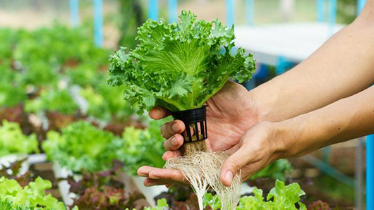 Kiểm soát rau an toàn theo chuỗi khép kín từ Nền tảng hàng đầu cung cấp Cwin com đến tiêu thụ 
