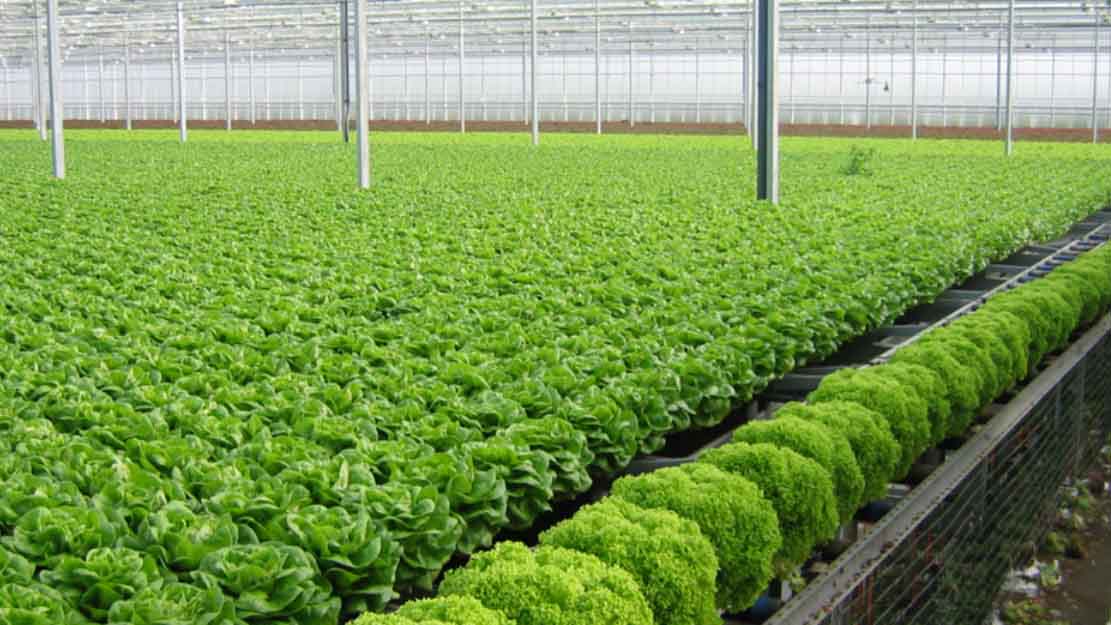 Lĩnh Nam phát triển HTX rau an toàn