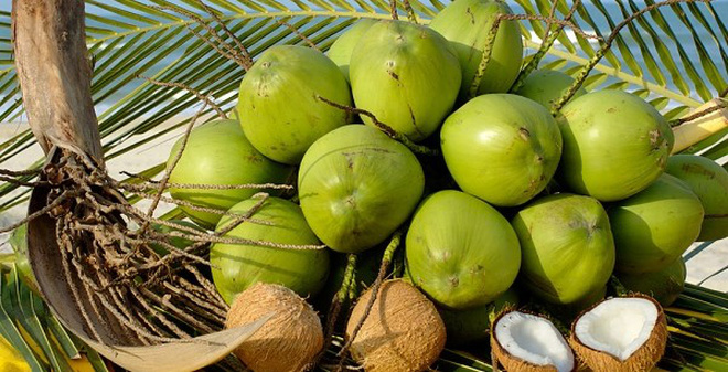 Nghiên cứu lên men giấm nước dừa (Cocos Nucifera) bằng vi khuẩn Acetobacter Indonesiensis